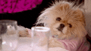 Wink Puppy GIF