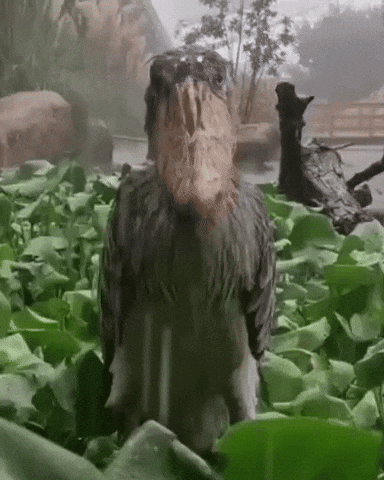 Rain Shoebill GIF