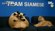 틴더스 GIF