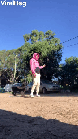 Dog Hasn't Quite Figured Out Fetch