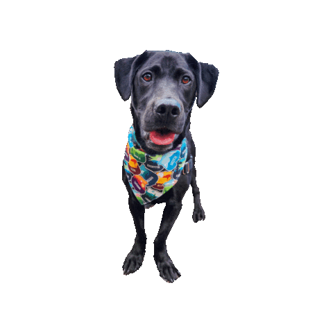 Star Wars Dog Sticker by Geekster Pets
