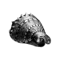 Black And White Beach Sticker by The Wild Curiosity