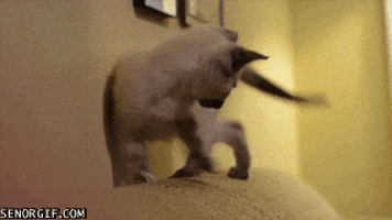 Cats Kitties GIF
