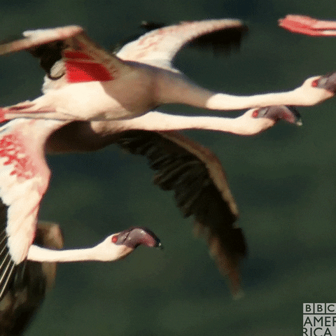 David Tennant Flamingo GIF by BBC America