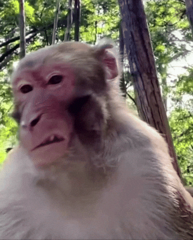 gifZINGERRRR giphyattribution giphycreatortest GIF