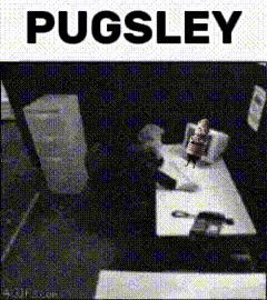 Mad Jenna Ortega GIF