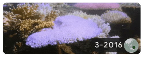 Techvideo giphyupload GIF