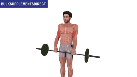 BulkSupplementsDirect giphyupload bulksupplementsdirectcom short head biceps exercises reverse curls GIF