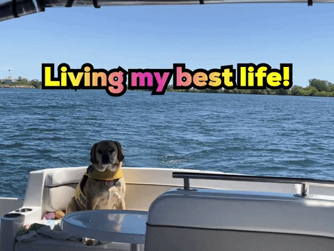 valerielockerbie dog life living good life GIF