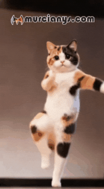 Radio Feliz GIF by Murcianys LLC