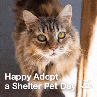 Happy Adopt a Shelter Pet Day