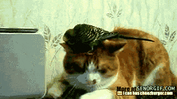 cat fashion GIF by Cheezburger