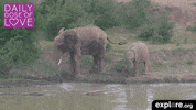 baby animal love GIF by explore.org