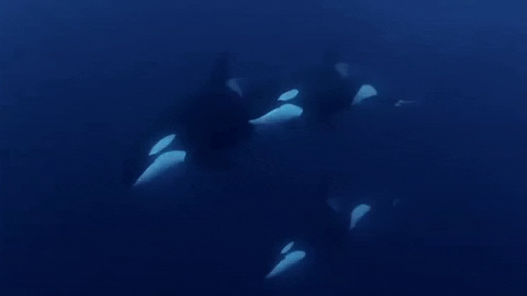 discovery channel swimming GIF by Shark Week