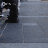 New York City Nyc GIF by Nature on PBS