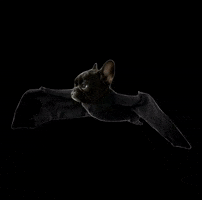 MagicalMochicorn bat frenchie frenchbulldog batpig GIF
