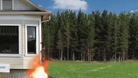 Dog GIF