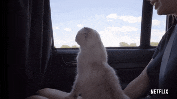 Road Trip Cat GIF by Taylor Swift