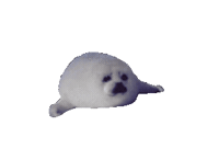 Harp Seal Baby Sticker