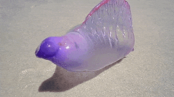 clear GIF