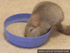 fur taking GIF