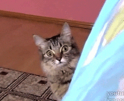 Video gif. We zoom in on a stunned tabby cat, staring at us in dramatic shock.