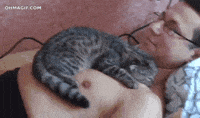 cat love GIF