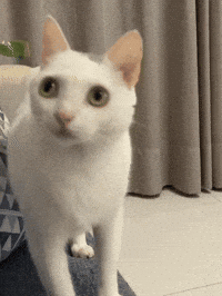 Floquinho GIF