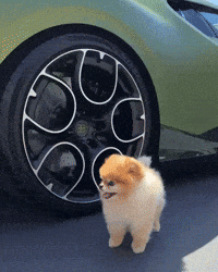 Pomeranian Happy Dog GIF