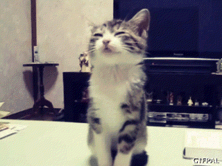 sleepy cat GIF
