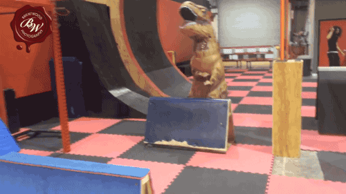 dinosaur GIF