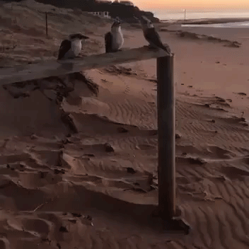 Kookaburras 'Laugh' to Herald Sunrise Over Narrabeen Beach, Australia
