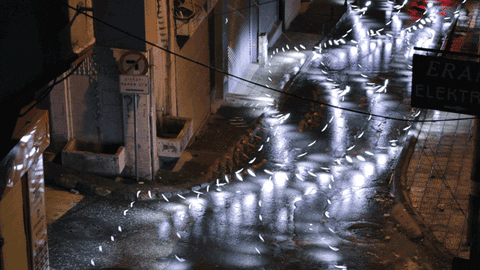ersilias giphyupload GIF
