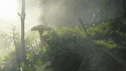 fall smoke GIF by Living Stills