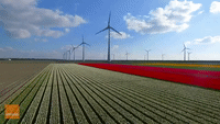 Aerial Footage Shows Tulip Farms and Windmills in the Netherlands
