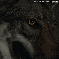 Killian Scott Wolf GIF by Dublin Murders
