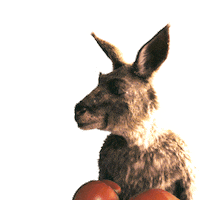 Kanguru Sticker by Die Känguru Chroniken