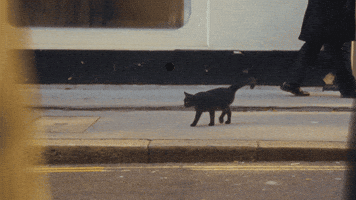 The Home Team Cat GIF by Thriller Records
