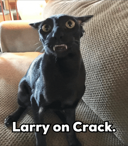 Larry Cat Meme GIF