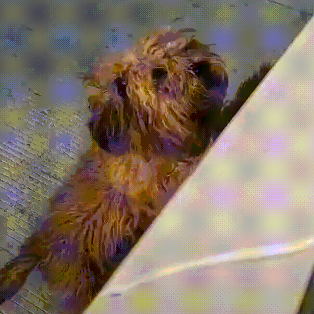 cuteanimalland giphyupload GIF
