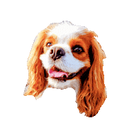 Dogs Sticker