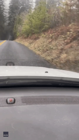 Deer Gets Lucky as Driver Startles Cougar About to Make a Kill