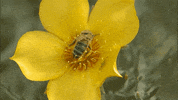 GIF by KQEDScience