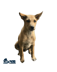 Serious Tell Me Sticker by Global Tara Entertainment