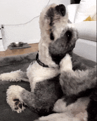 Scratching GIF