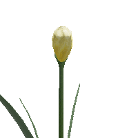 Blooming Spring Flower Sticker by Zacxophone