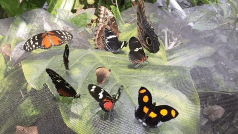 chilling dream team GIF by California Academy of Sciences
