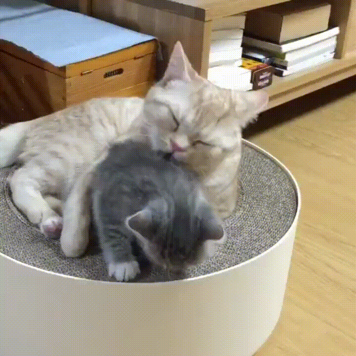 Cat Mom GIF by JustViral