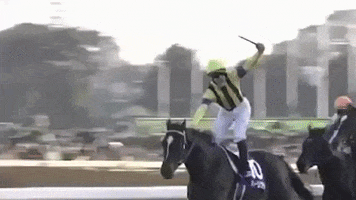 christophe lemaire celebration GIF by World Horse Racing