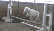 horse GIF